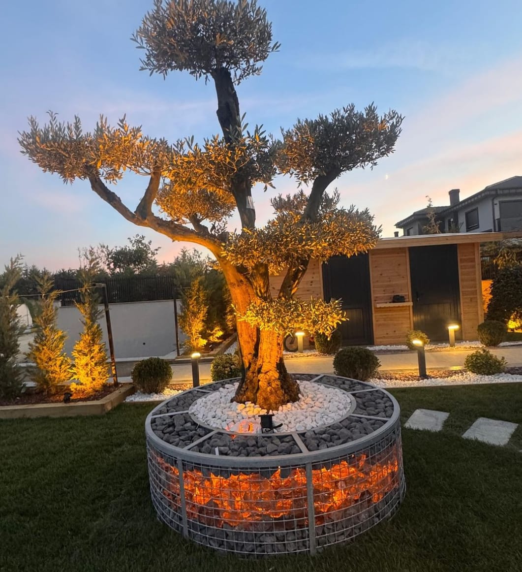 Mucize Peyzaj İzmir Özel Villa Bahçesi, Bonsai Zeytin ve Gece Aydınlatması
